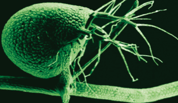 Image: Scanning electron micrograph of the bladder of Utricularia gibba, the carnivorous bladderwort plant (color added) (Photo courtesy of Enrique Ibarra-Laclette, Claudia Anahí Pérez-Torres, and Paulina Lozano-Sotomayor, Laboratorio Nacional de Genómica para la Biodiversidad, Mexico).